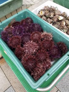 唐津の朝市のウニ